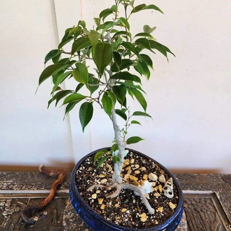 Ficus Obliqua