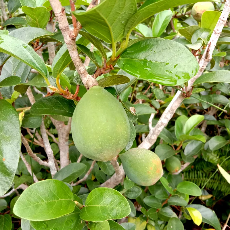 Ficus Pumila var Awkeotsang