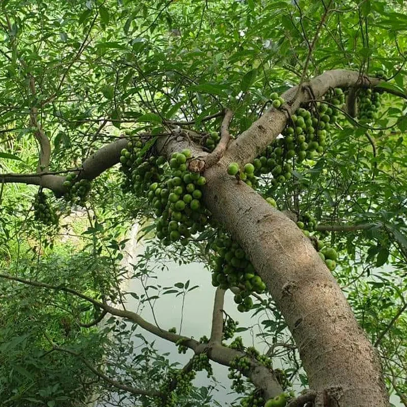 Ficus Racemosa