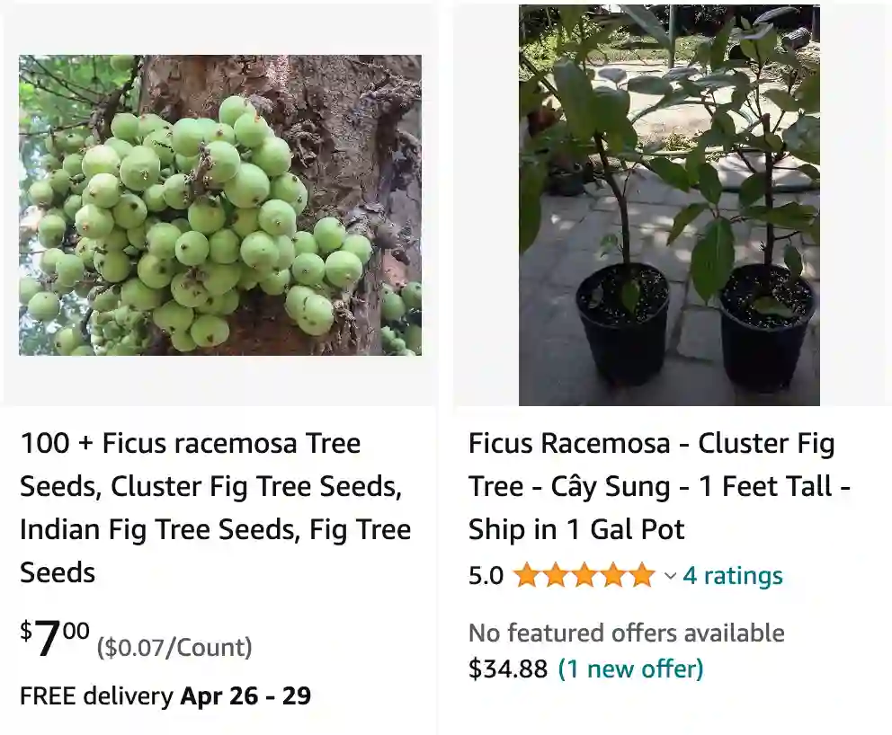 Ficus Racemosa | Monsteraholic