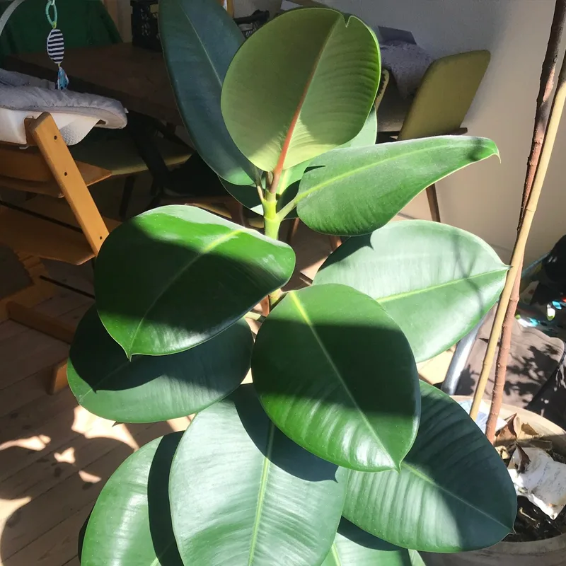 Ficus Robusta