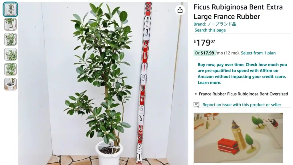 Ficus Rubiginosa | Monsteraholic