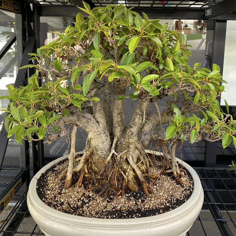 Ficus Rubiginosa