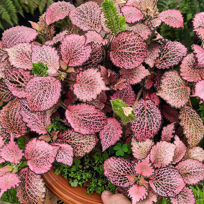 Fittonia Frankie