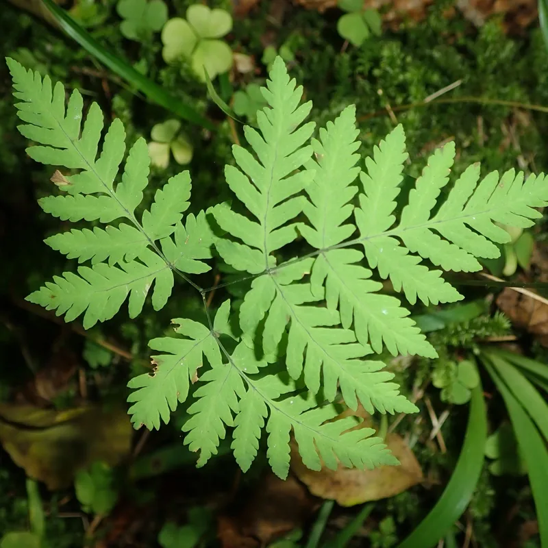 Gymnocarpium Dryopteris