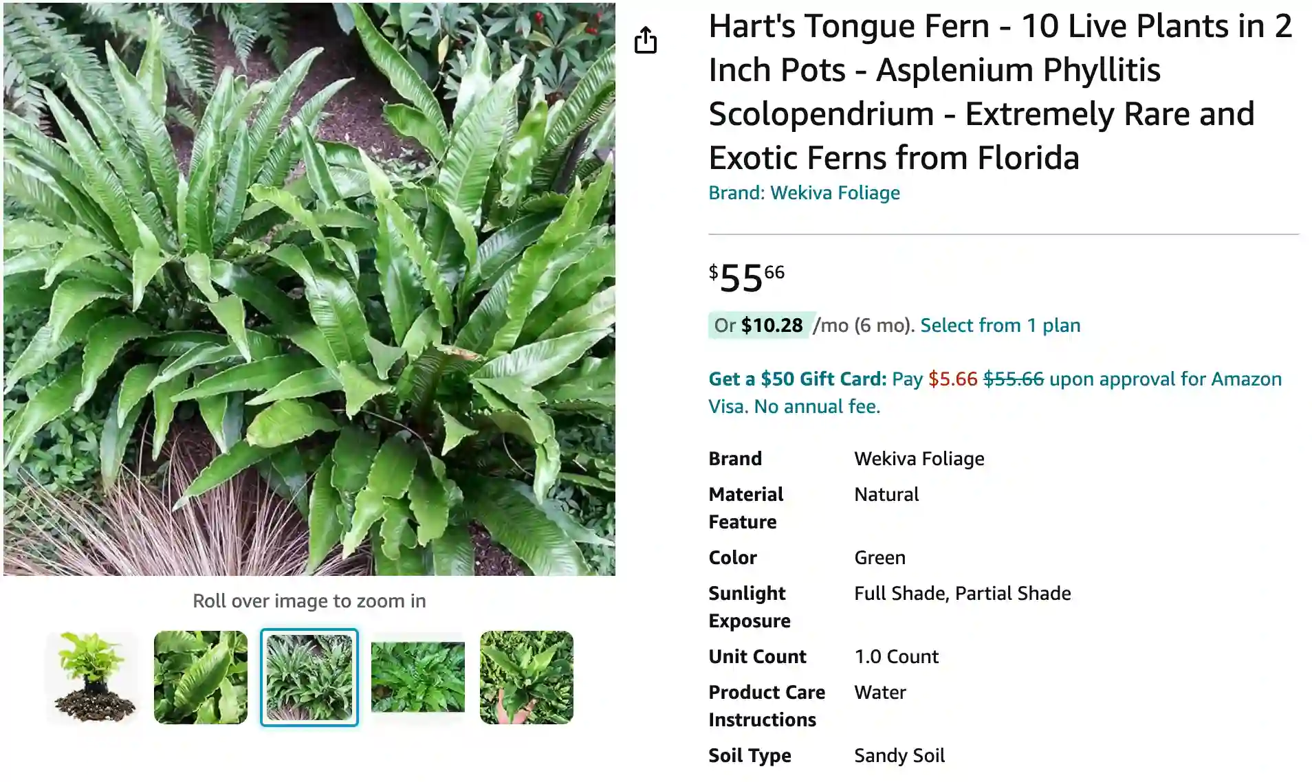 Harts Tongue Fern | Monsteraholic