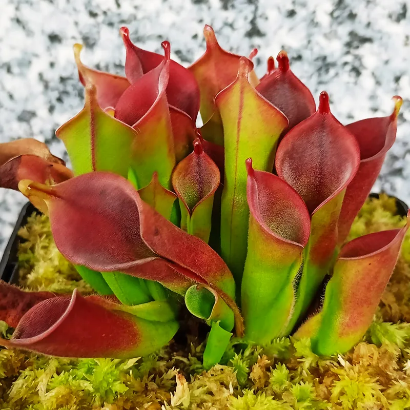 Heliamphora Minor