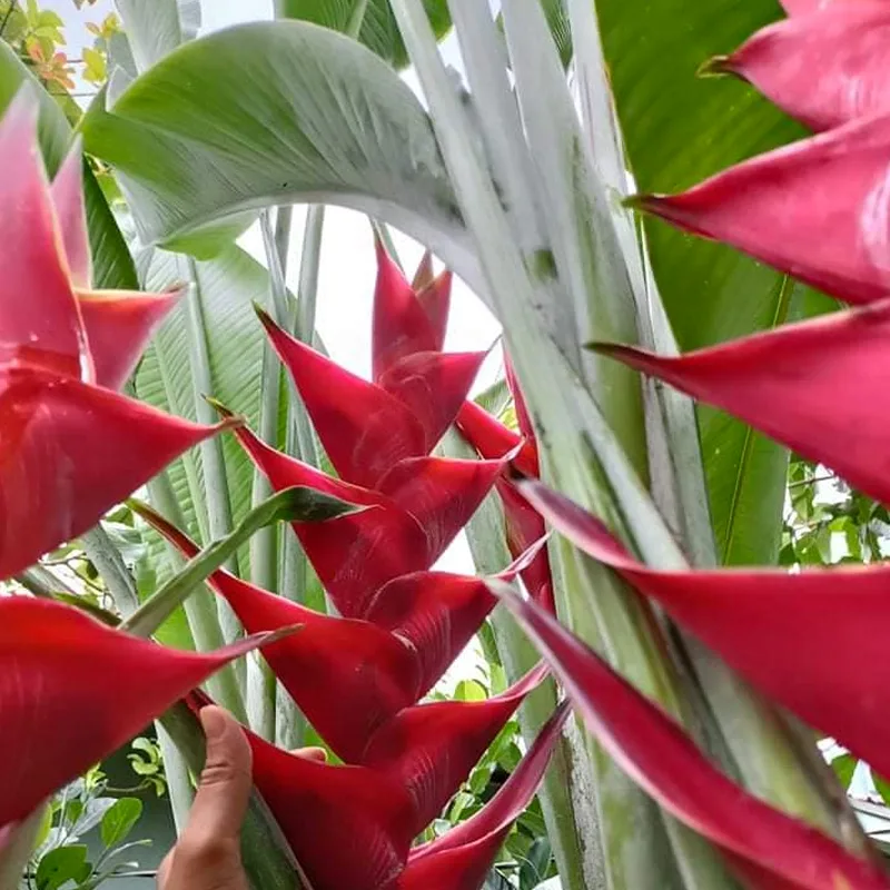 Heliconia Caribaea