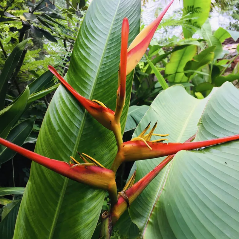 Heliconia Latispatha