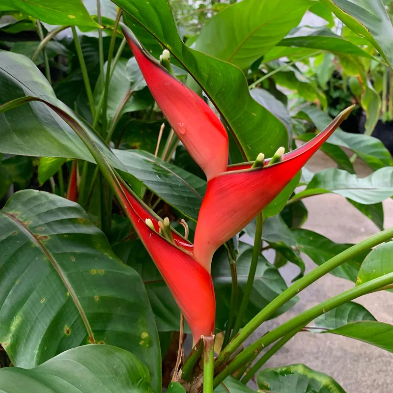 Heliconia Stricta