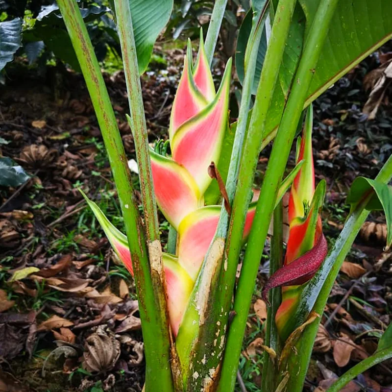 Heliconia Wagneriana