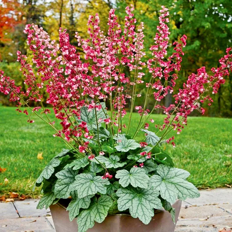 Heuchera Berry Timeless