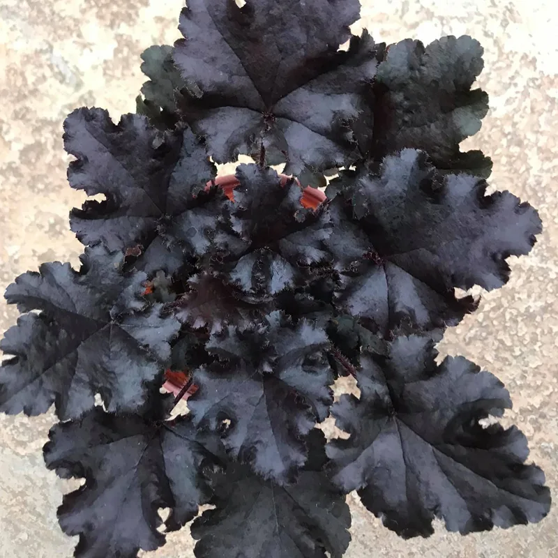 Heuchera Black Pearl