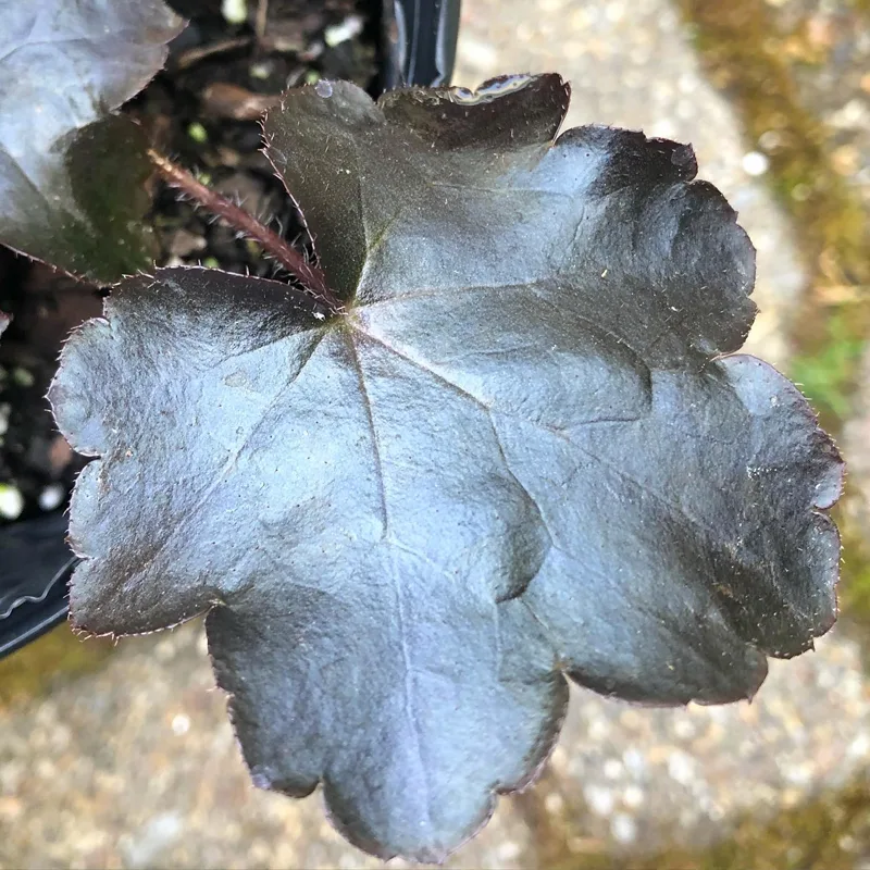 Heuchera Blackout