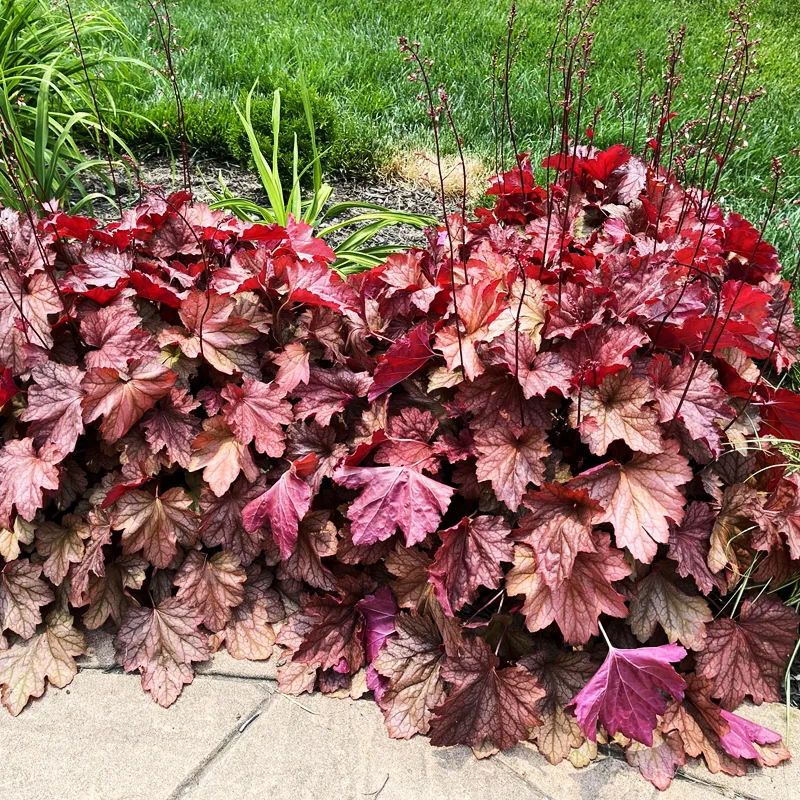 Heuchera Carnival Watermelon