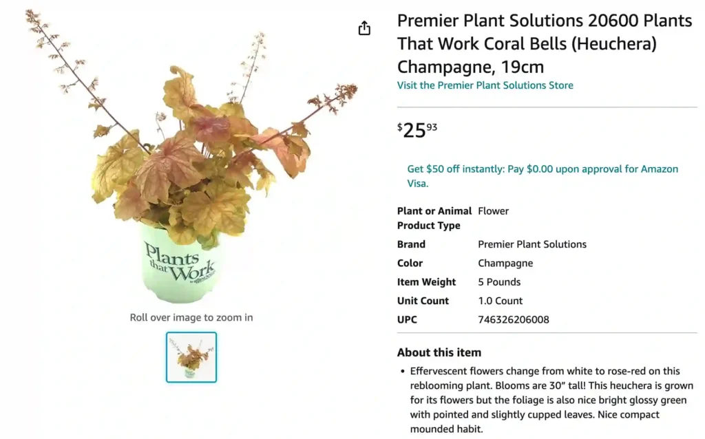 Heuchera Champagne | Monsteraholic