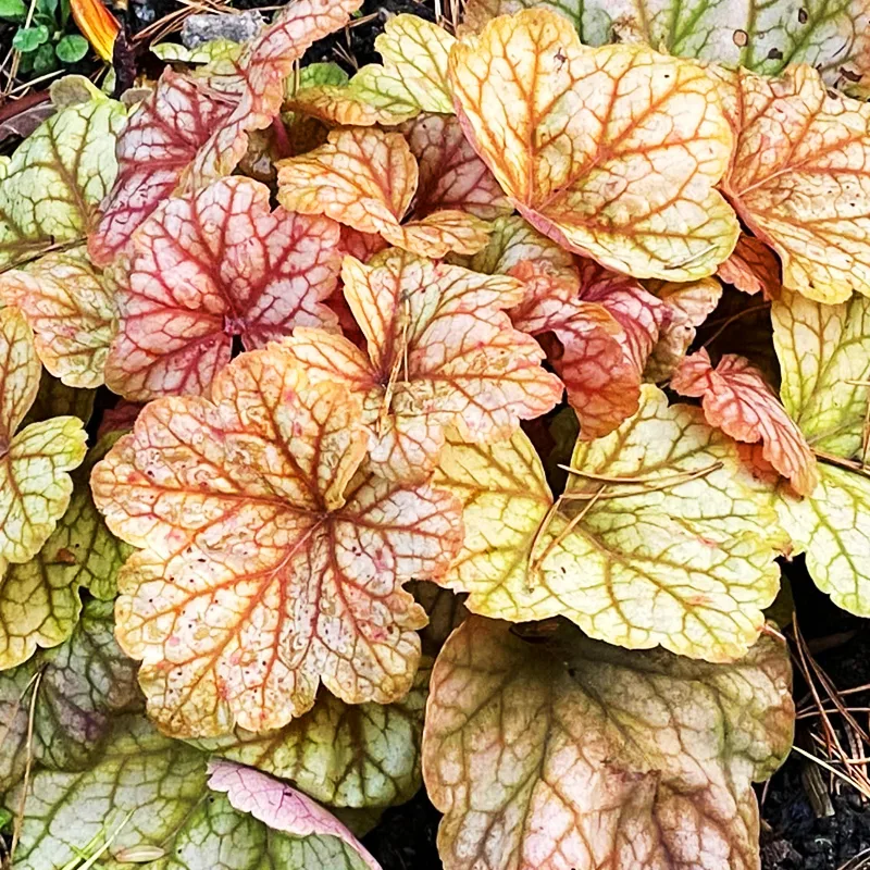 Heuchera Champagne