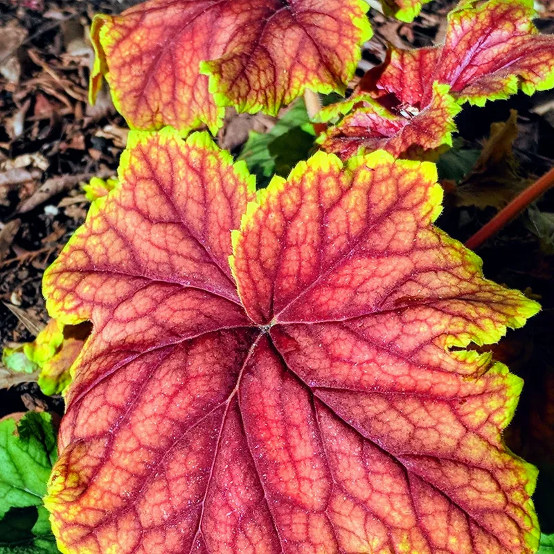 Heuchera Delta Dawn