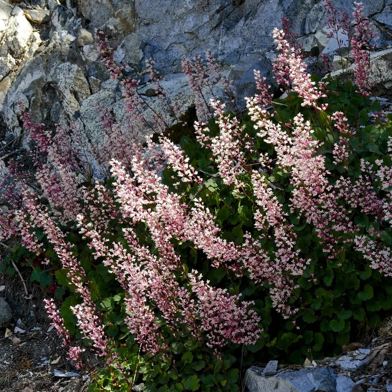 Heuchera Elegans