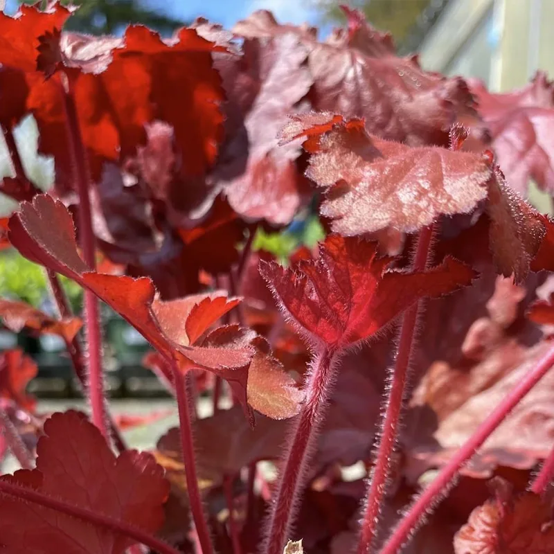 Heuchera Forever Red