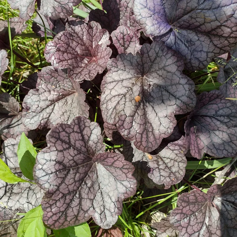 Heuchera Grape Expectations