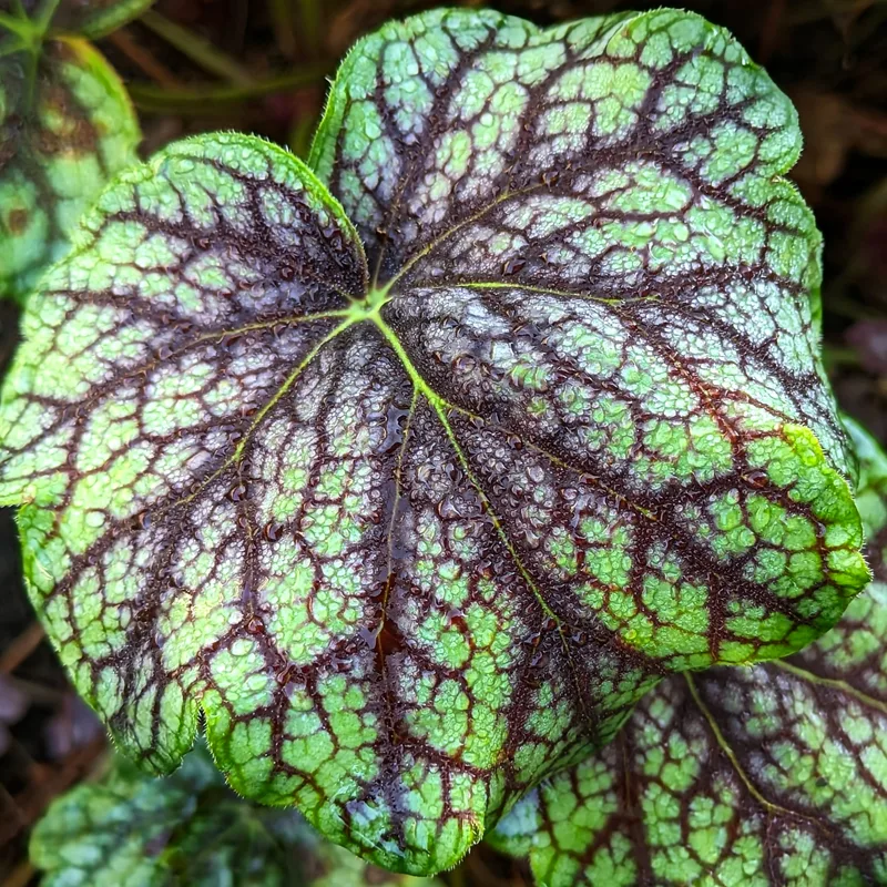 Heuchera Green Spice