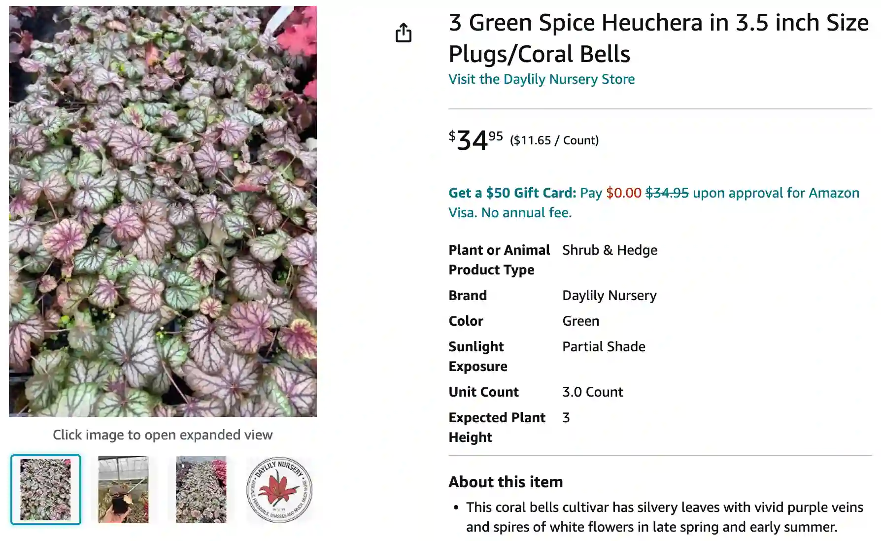 Heuchera Green Spice | Monsteraholic