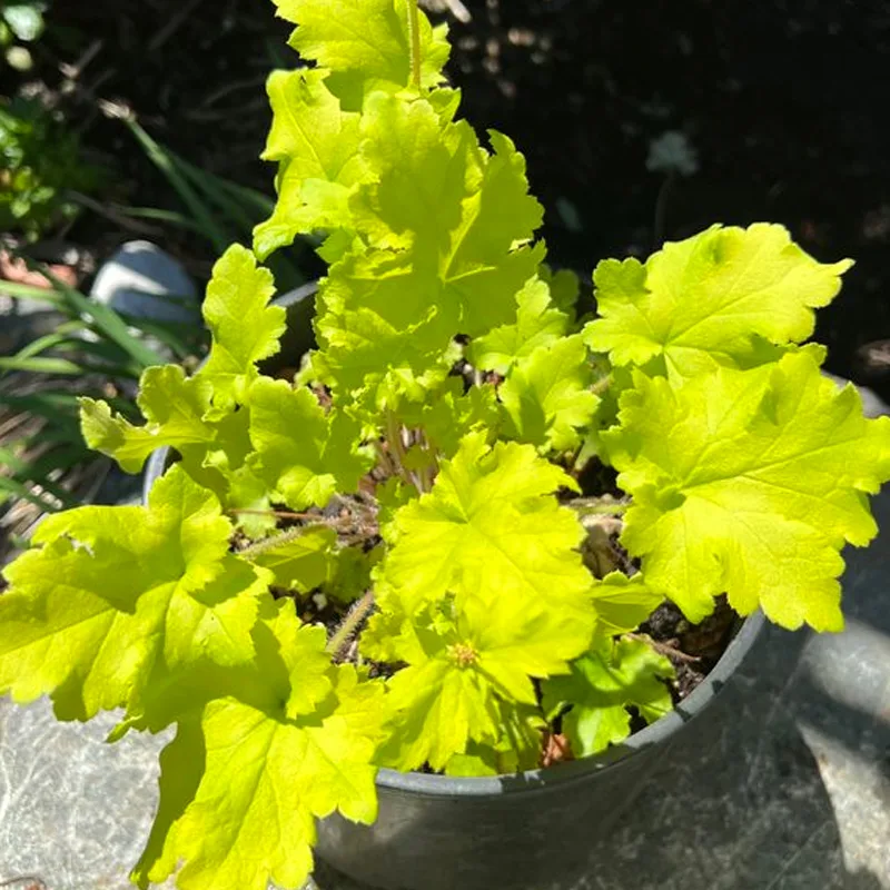 Heuchera Lime Rickey