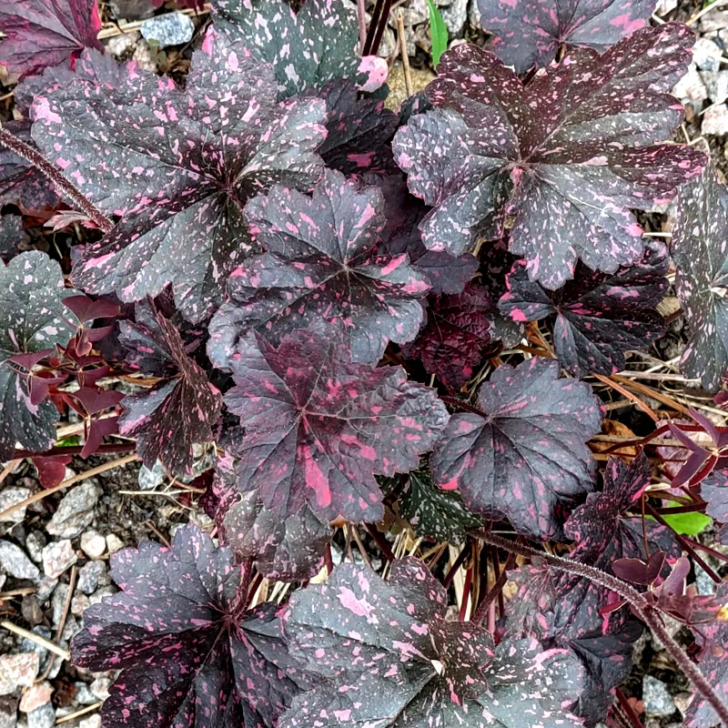 Heuchera Midnight Rose