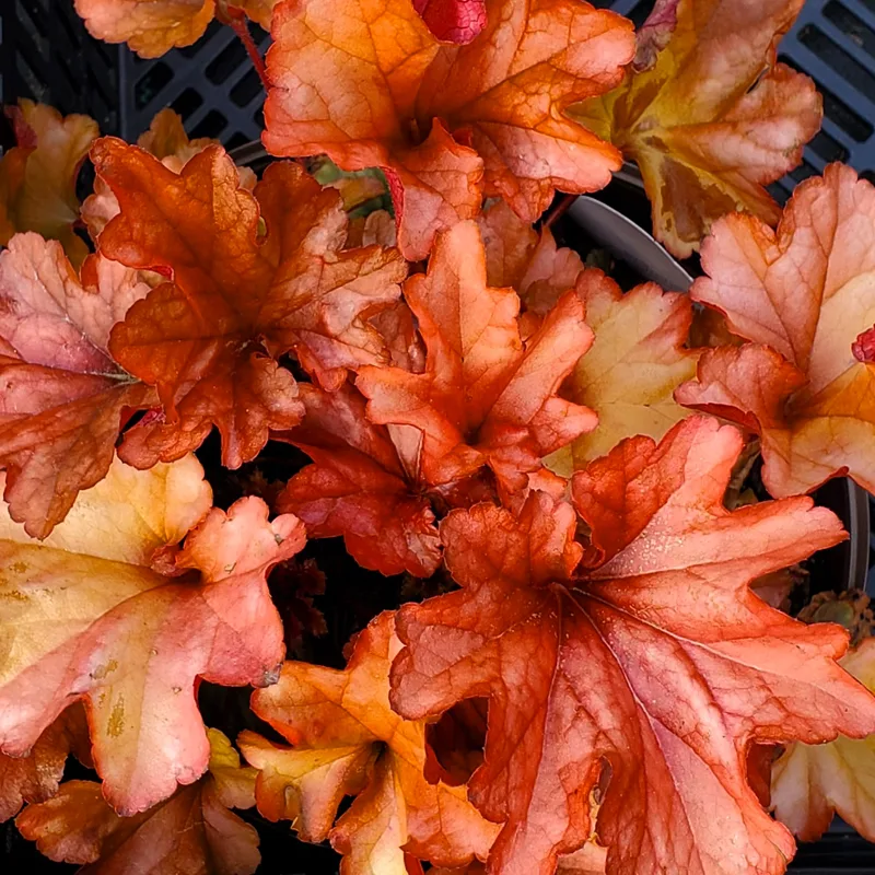 Heuchera Paprika