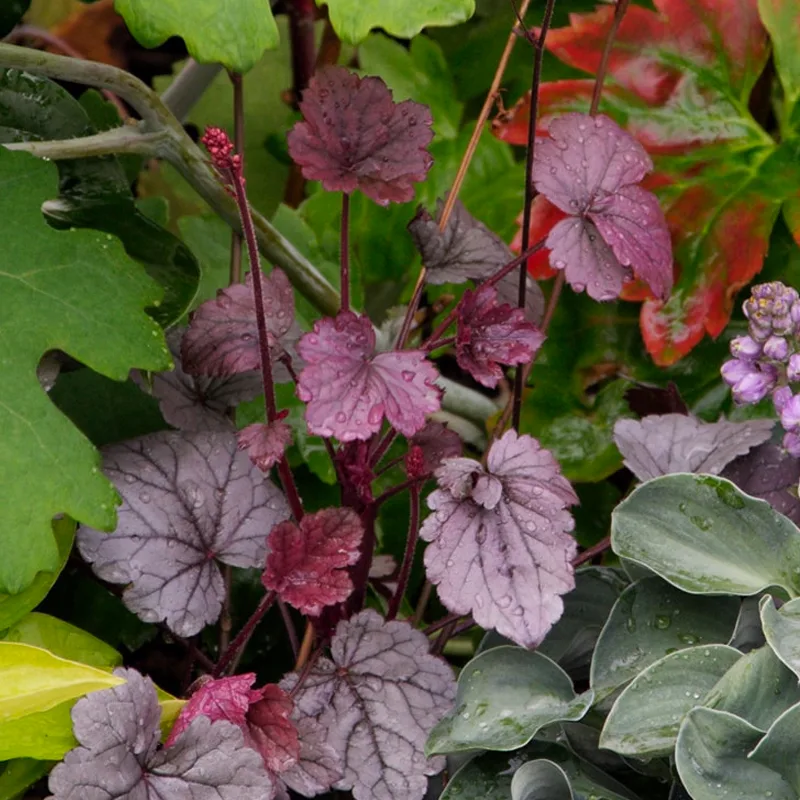 Heuchera Plum Pudding