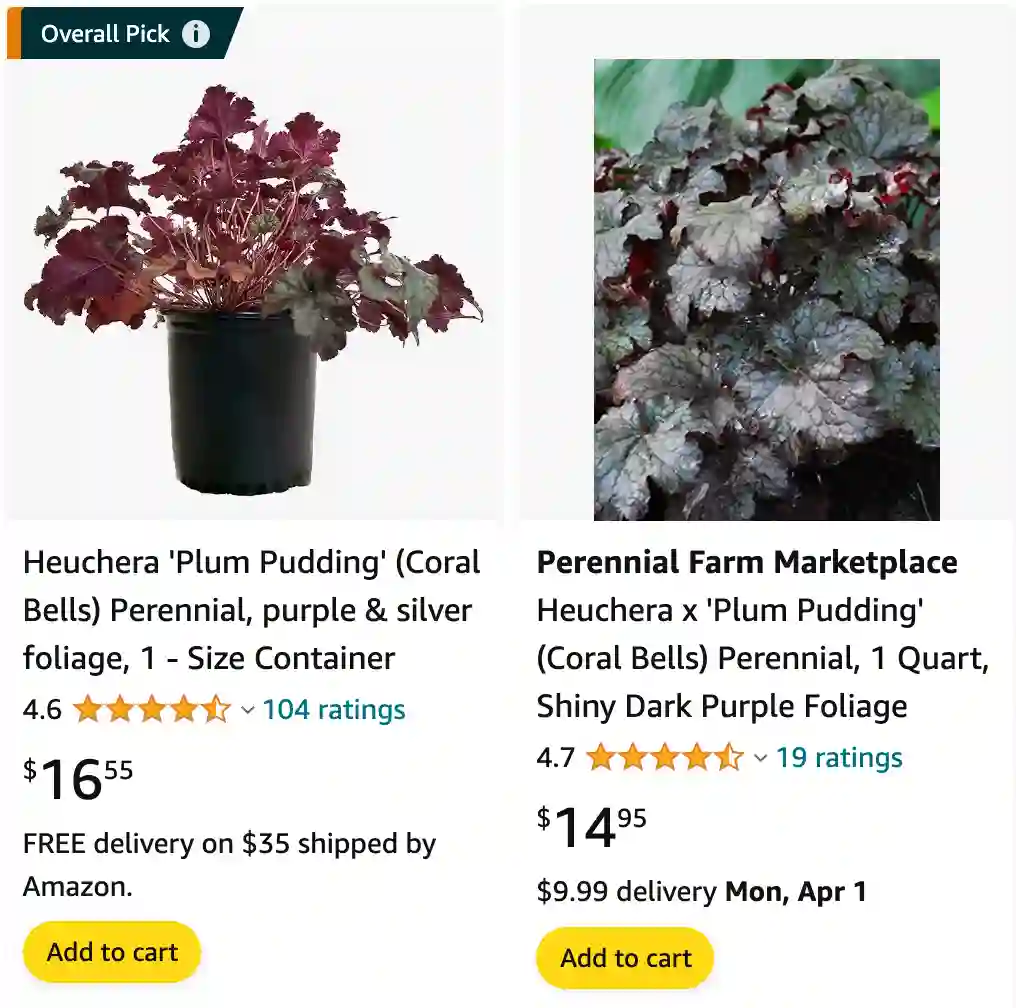 Heuchera Plum Pudding | Monsteraholic