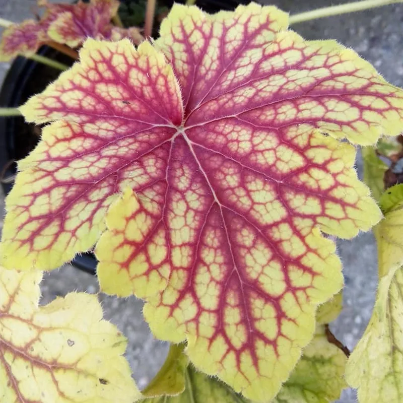 Heuchera Red Lightning