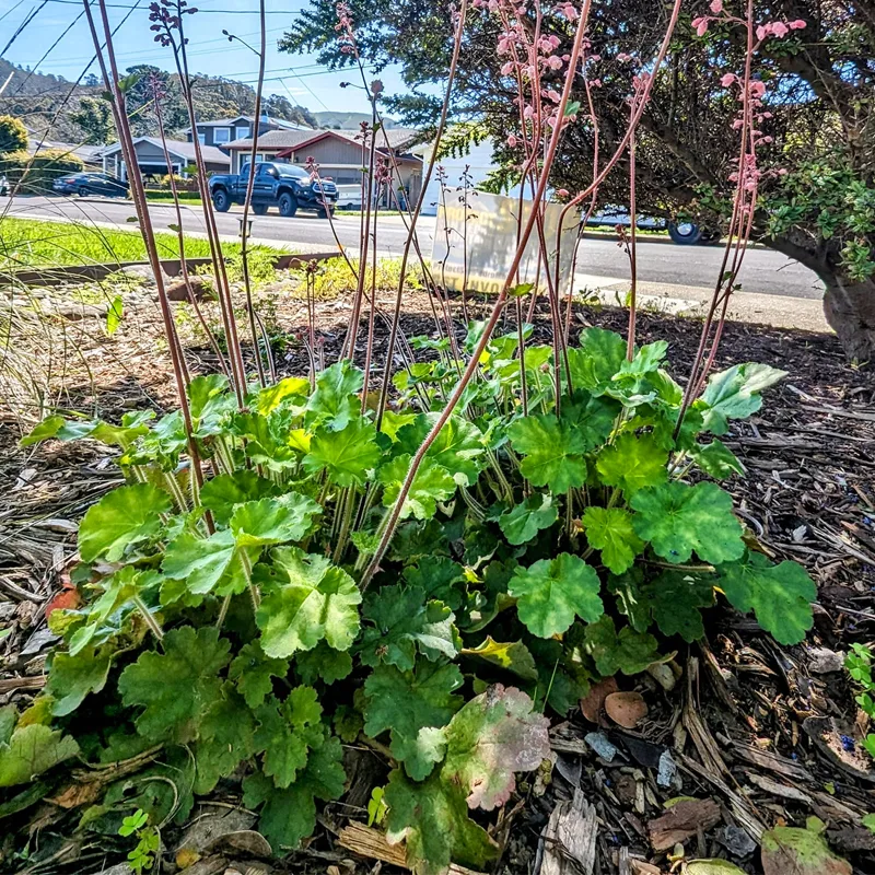 Heuchera Rosada