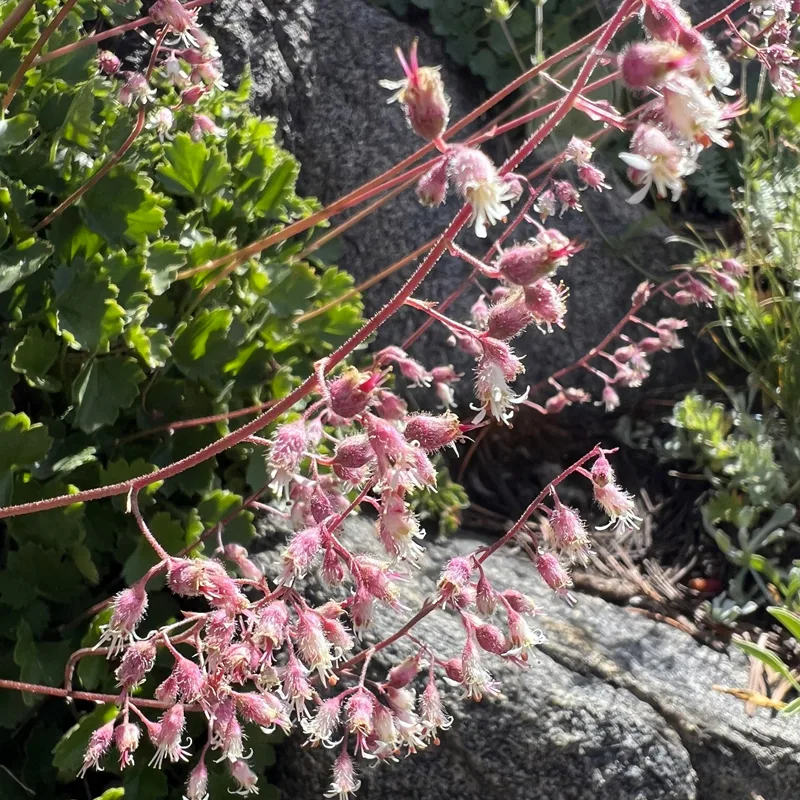 Heuchera Rubescens