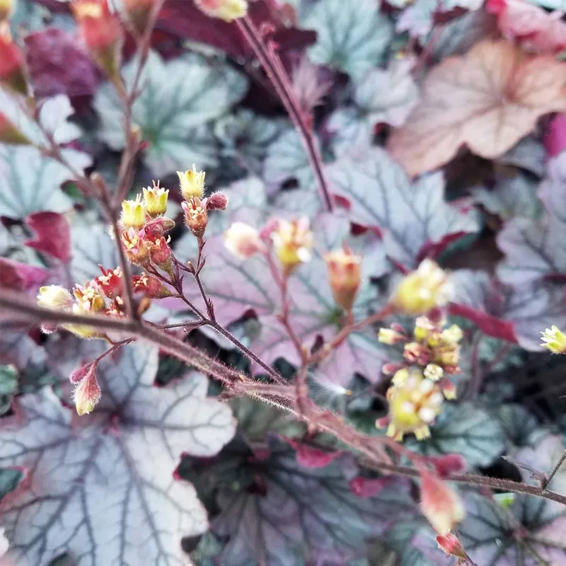 Heuchera Spellbound