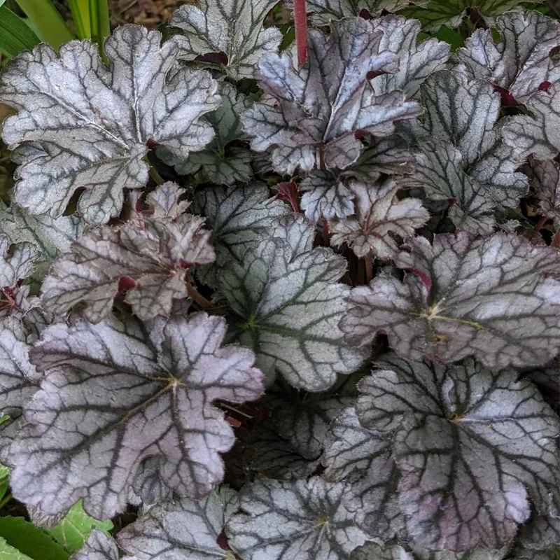 How to Plant, Grow and Care For Heuchera Timeless Treasure