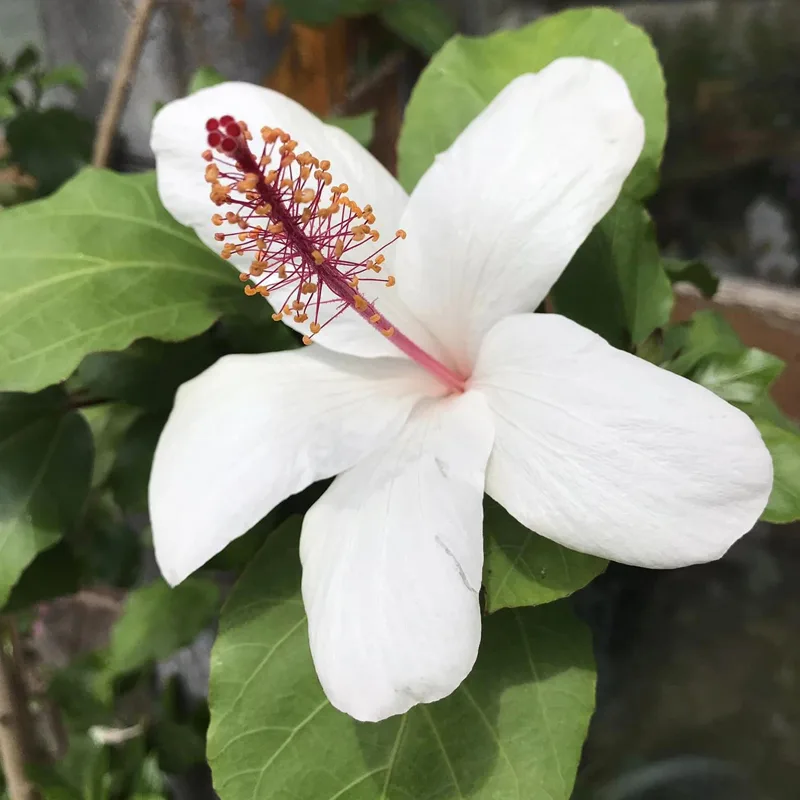 Hibiscus Arnottianus