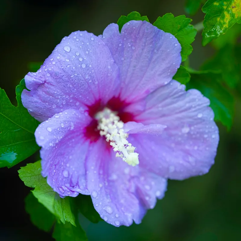 Hibiscus Blue Bird