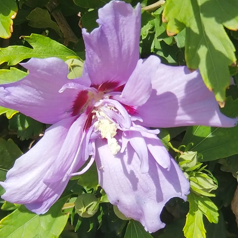 Hibiscus Blue Chiffon