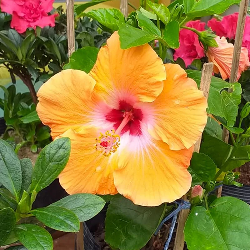 Hibiscus Brackenridgei