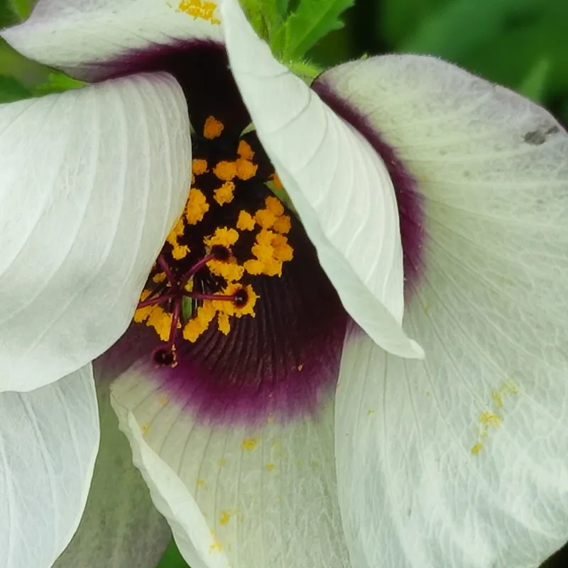 Hibiscus Cannabinus