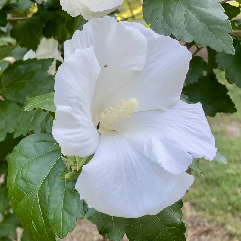 Hibiscus Diana