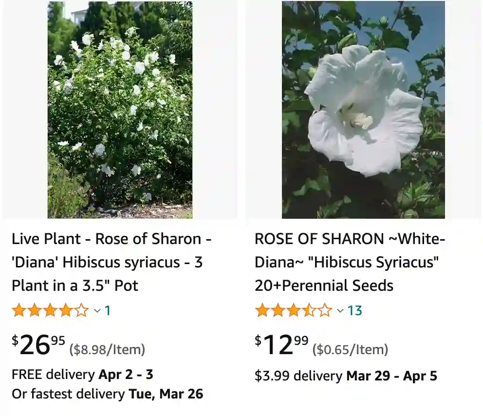 Georgiavines Hibiscus Syriacus 'Diana' White – 10 Perennial Seeds – Garden Favorite