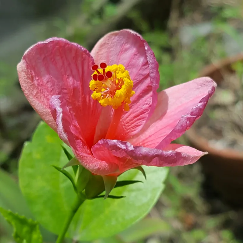 Hibiscus Fragilis