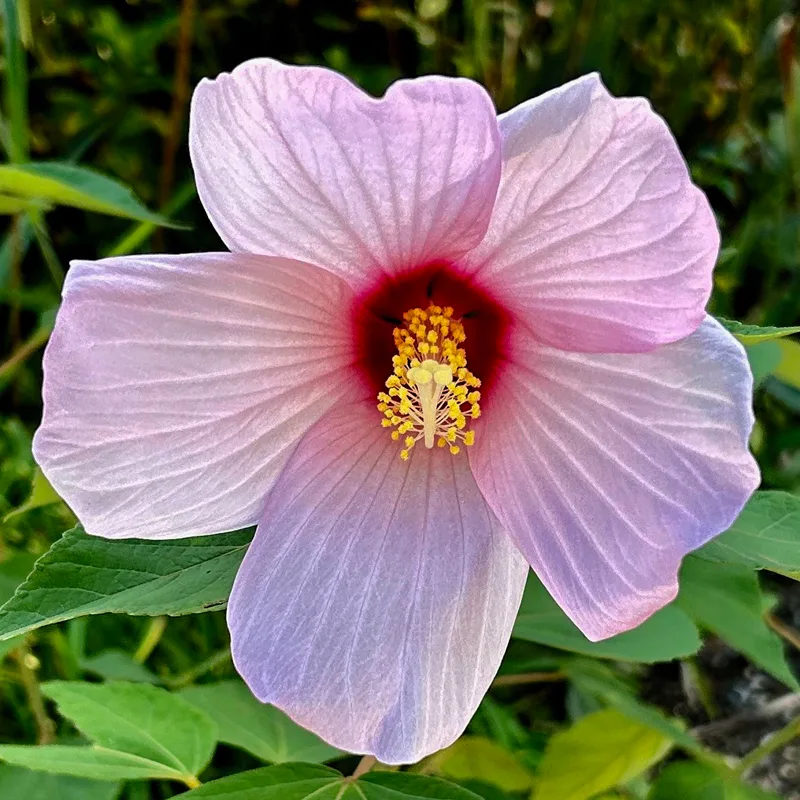 Hibiscus Grandiflorus