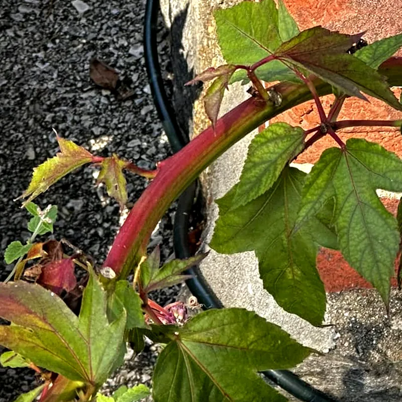 Hibiscus Kopper King