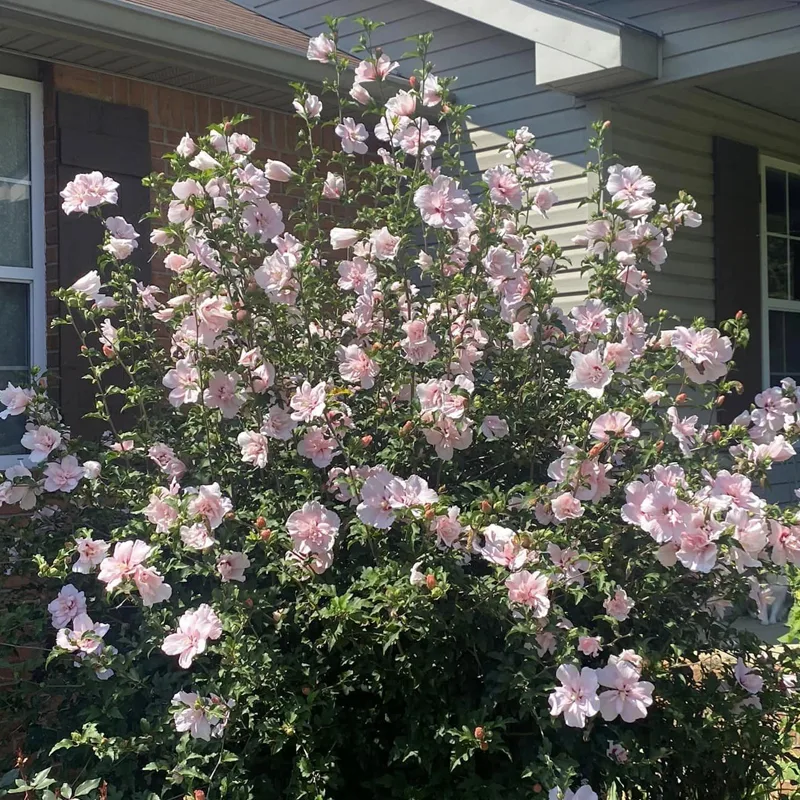 Hibiscus Pink Chiffon