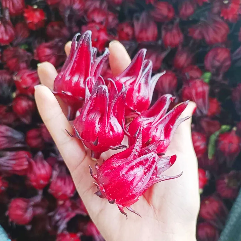 Hibiscus Sabdariffa Plant