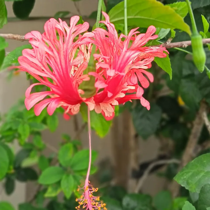 Hibiscus Schizopetalus